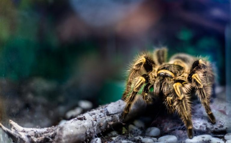 dreams-about-tarantulas-what-does-it-mean-dreamsdr